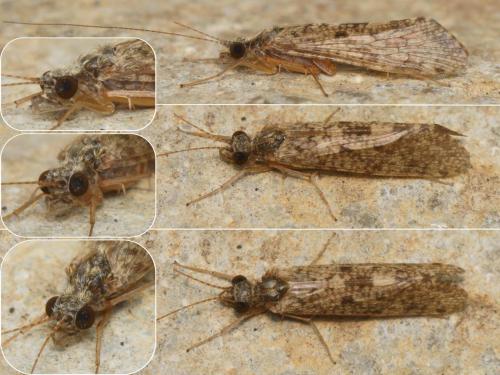 Réf. 240 519 : Hydropsyche modesta